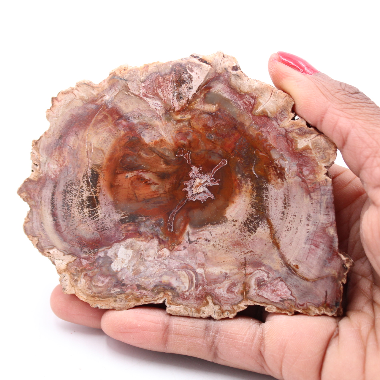Fetta di legno fossile pietrificato