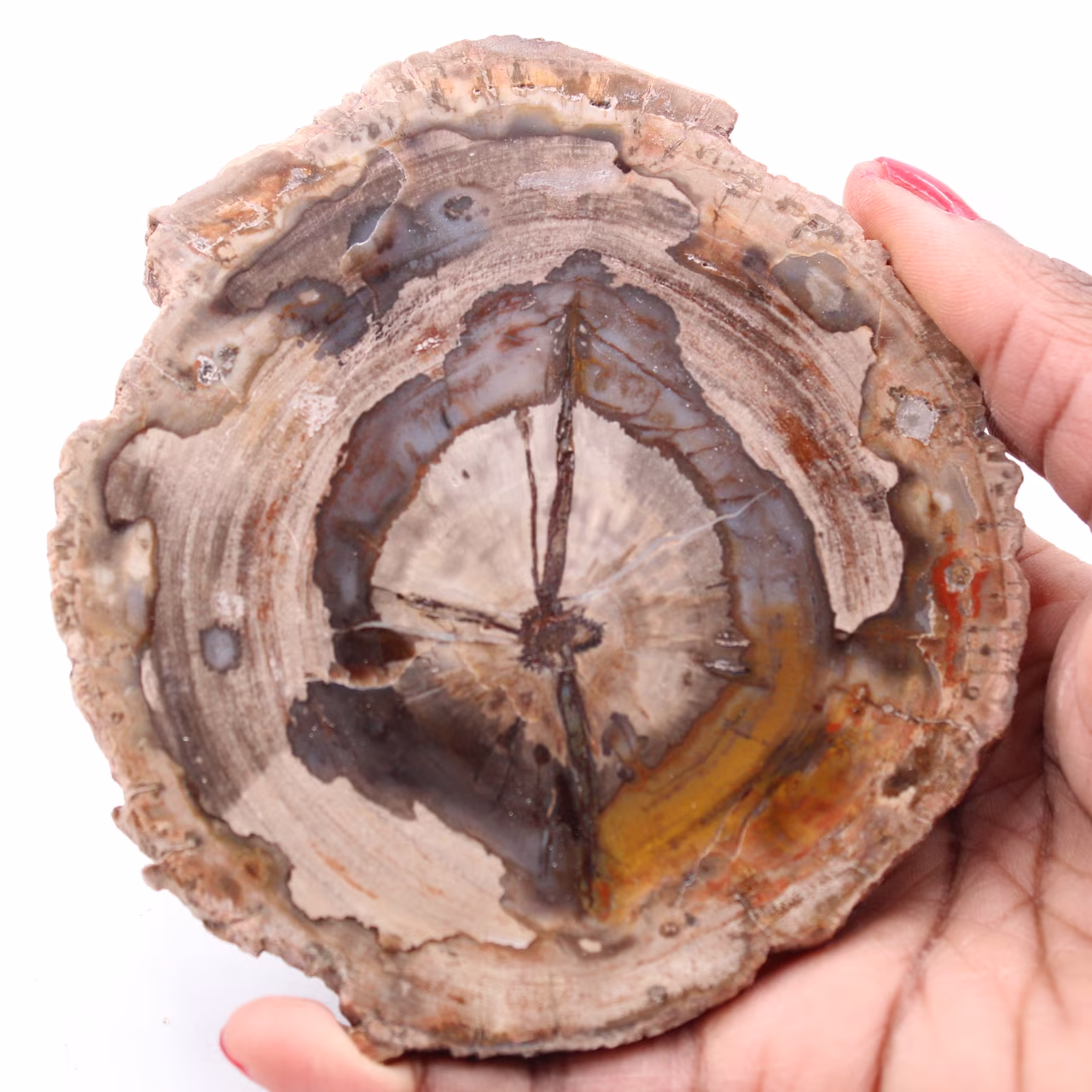 Fetta di legno fossile pietrificato