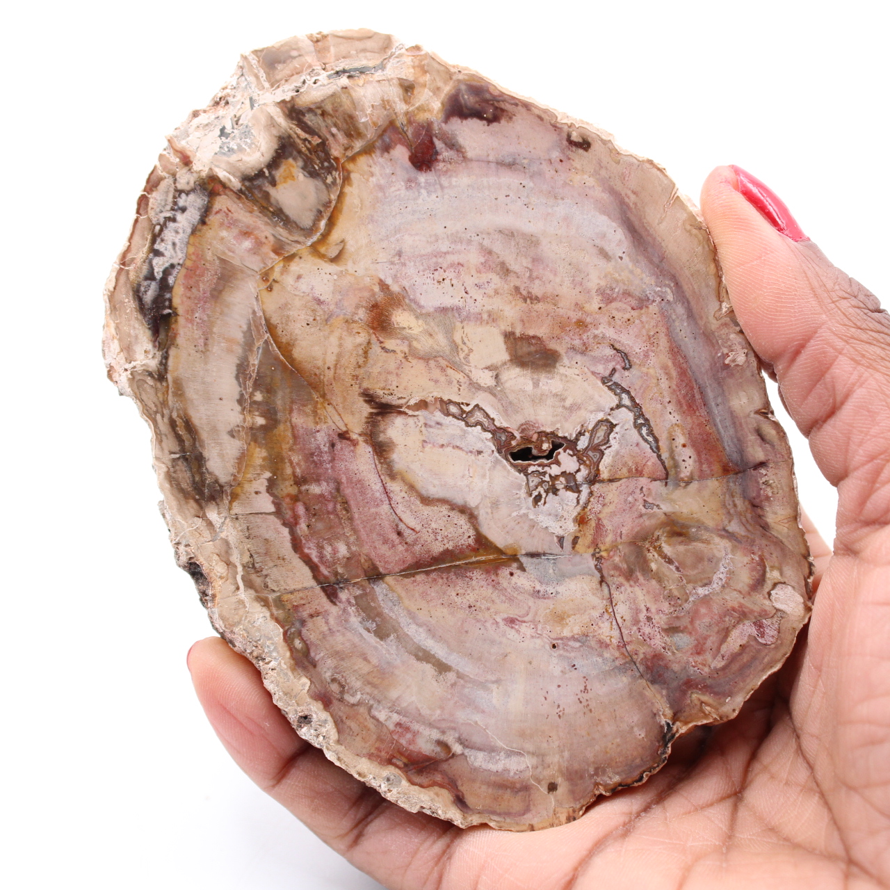Fetta di legno fossile pietrificato