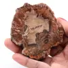 Fetta di legno fossile pietrificato - 0