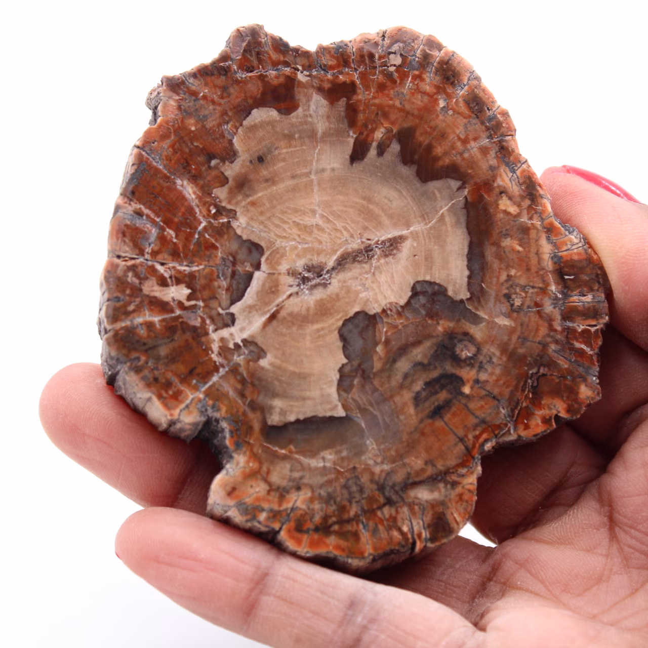 Fetta di legno fossile pietrificato