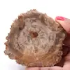 Fetta di legno fossile pietrificato - 0