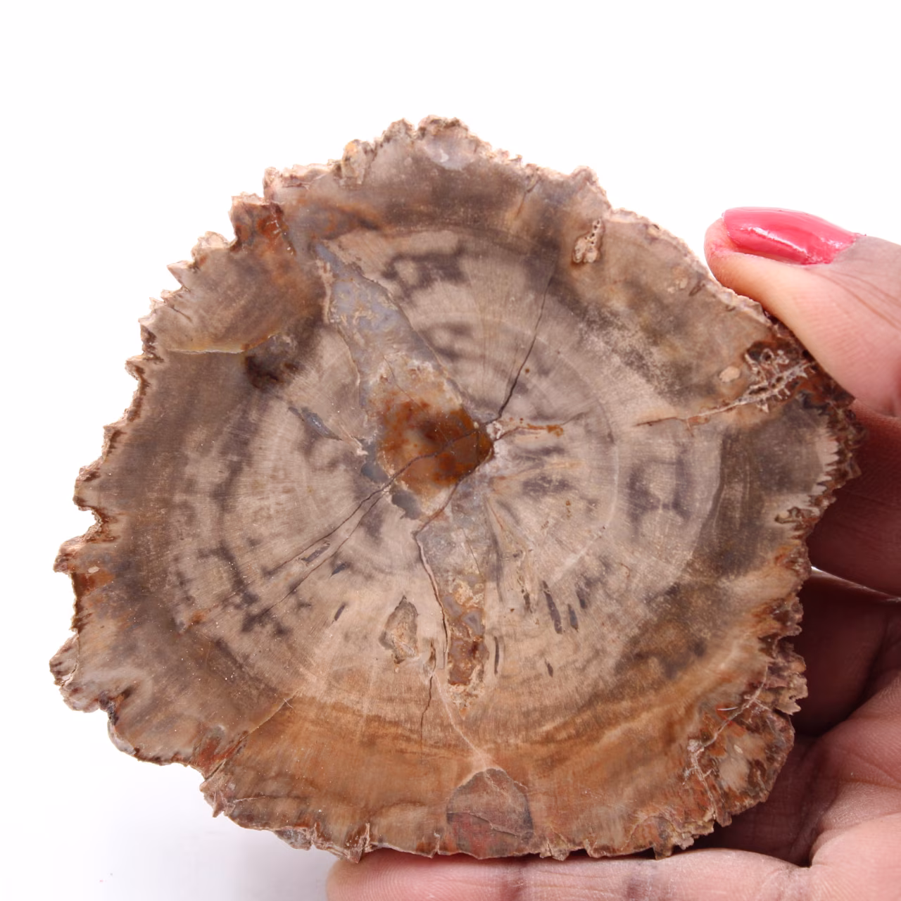 Fetta di legno fossile pietrificato