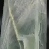 Prisma garnierite del Madagascar - 5