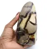 Septaria lucidata - 0