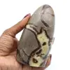 Septaria lucidata - 0