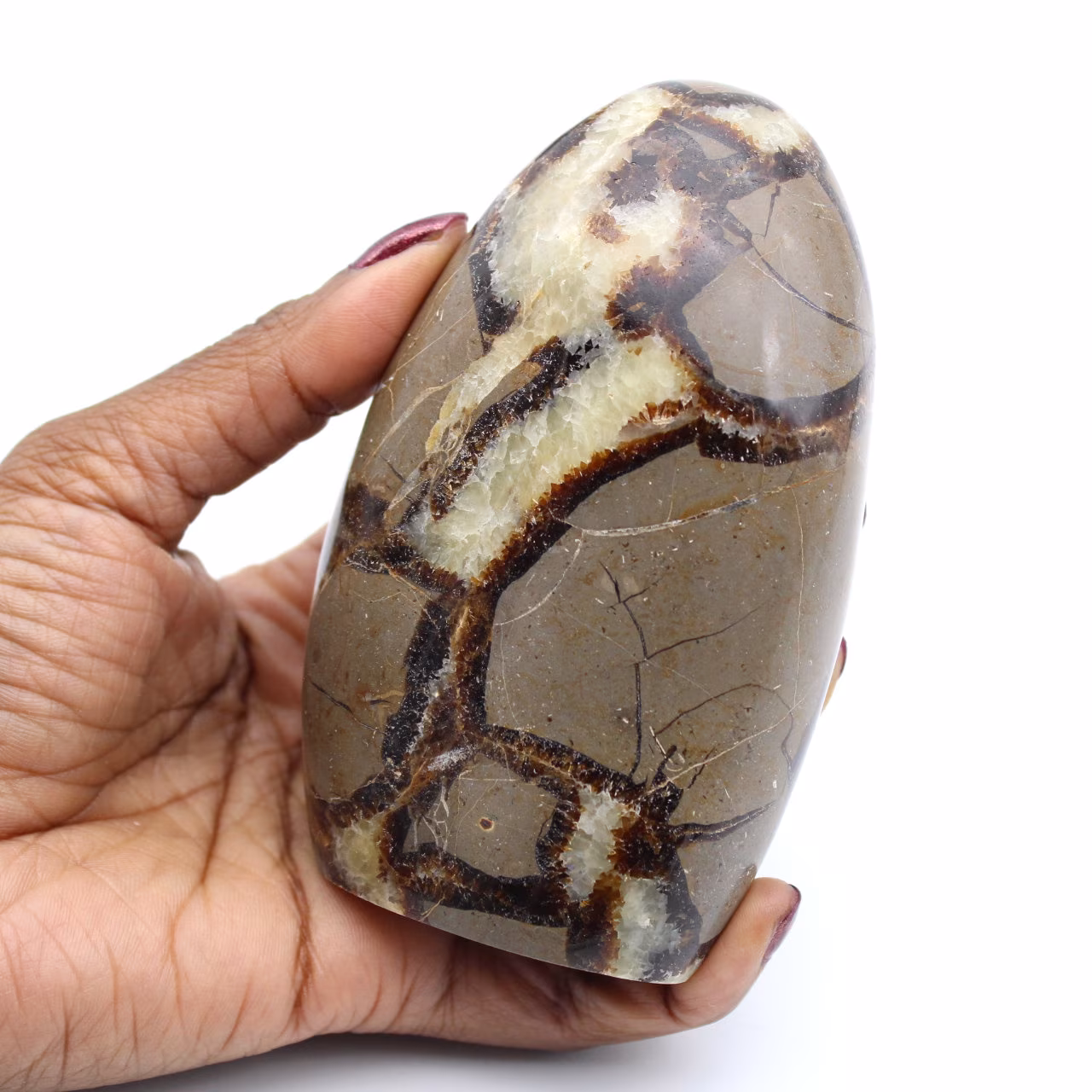 Septaria rock lucidato