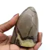 Septaria lucidata - 0