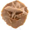Rosa del deserto - 0