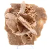 Rosa del deserto - 0