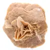 Rosa del deserto - 0