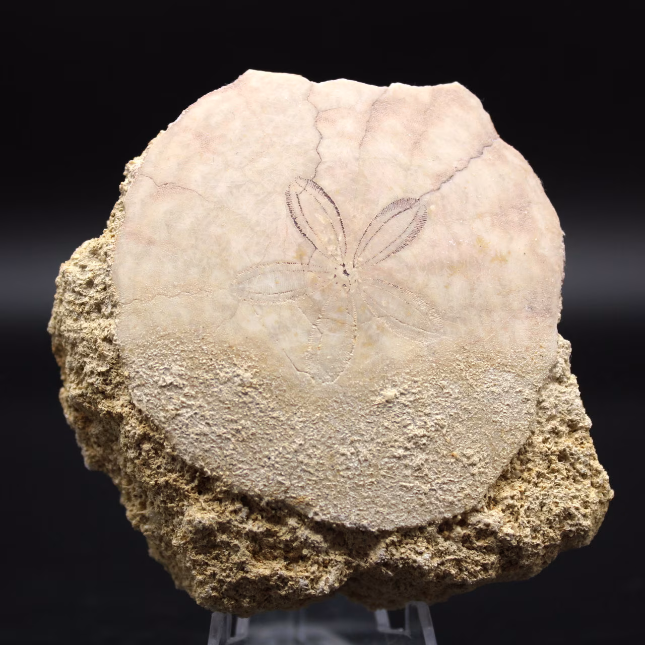 Scutella, riccio di mare fossile