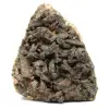 Staurotide di Bretagna sul Gange - 0