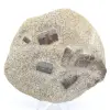 Staurotide di Bretagna sul Gange - 0