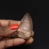 Dente fossile di mosasauro dal Marocco - 0