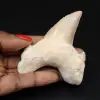 Dente fossile del Marocco, squalo - 0