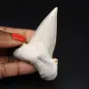 Esemplare di dente fossile di squalo - 0