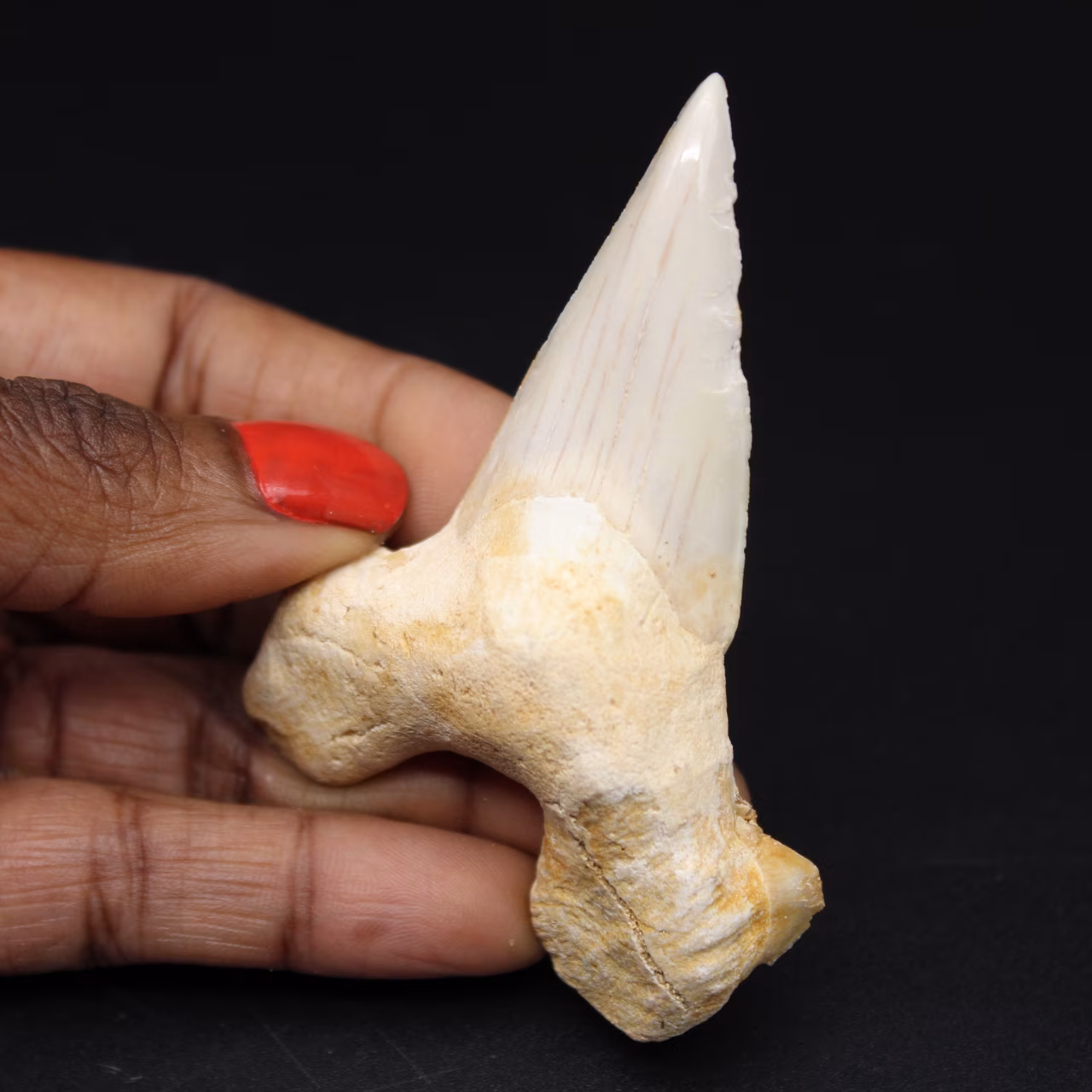 Esemplare fossile di dente di squalo