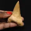 Dente fossilizzato di squalo Otodus obliquus - 0