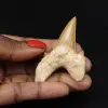 Dente fossile di Otodus obliquus - 0