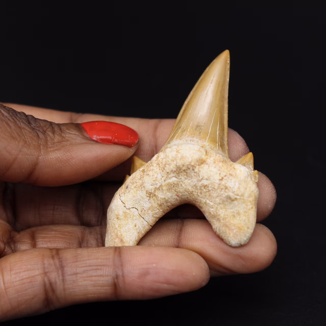 Dente fossile di Otodus obliquus