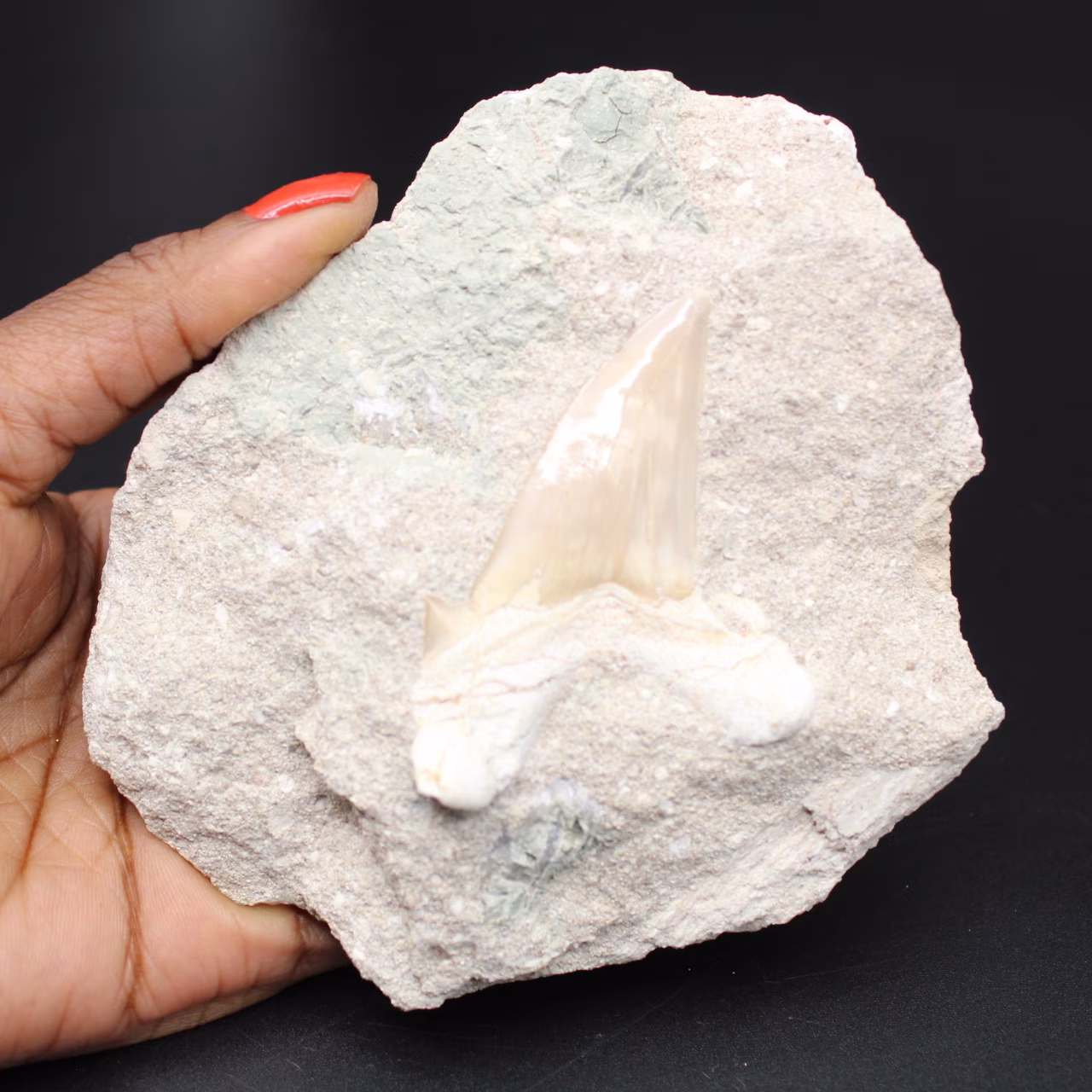 Dente fossile su matrice dal Marocco Otodus obliquus