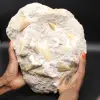 Matrice con 14 denti di squalo fossilizzati - 0