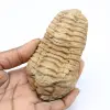 Fossile di trilobite - 0