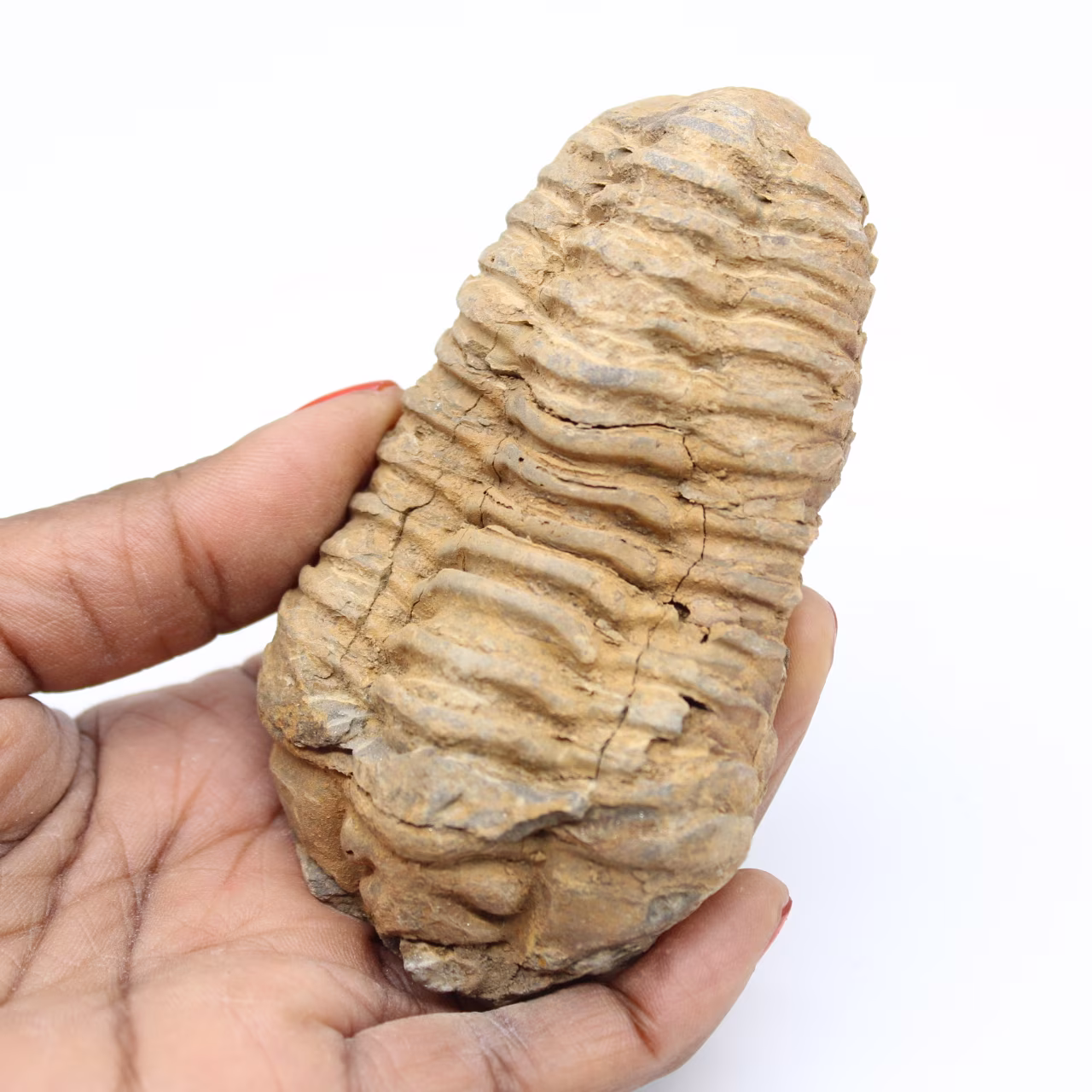Fossile di trilobite