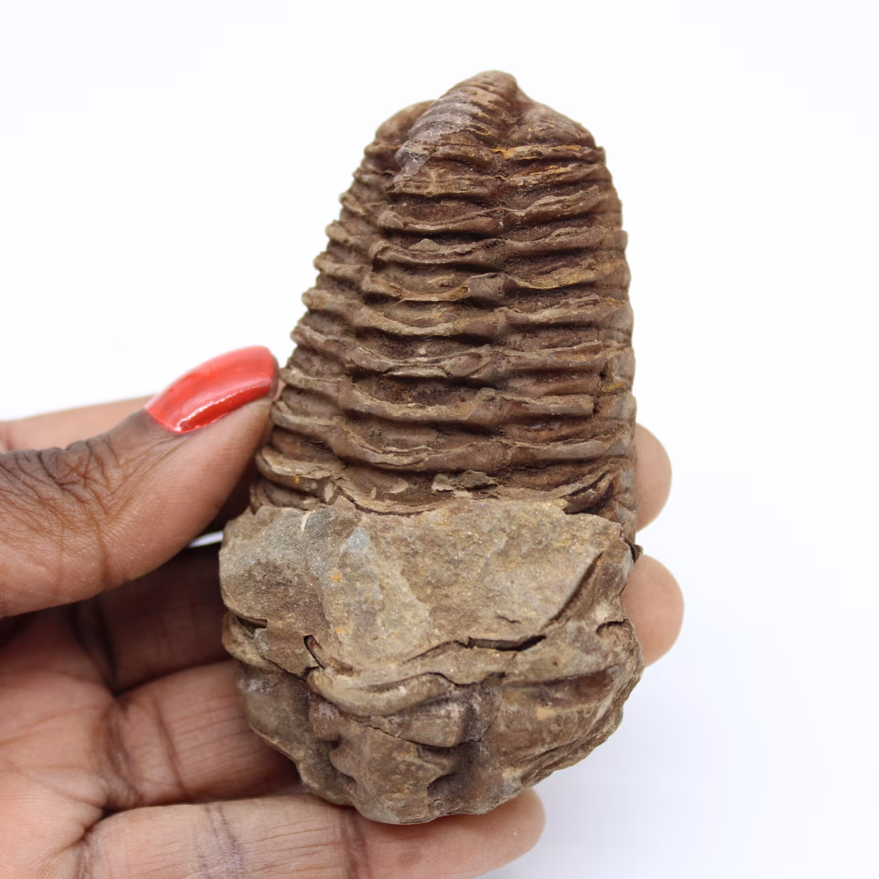 Trilobite fossile del Marocco