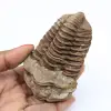 fossilizzazione di trilobiti - 0