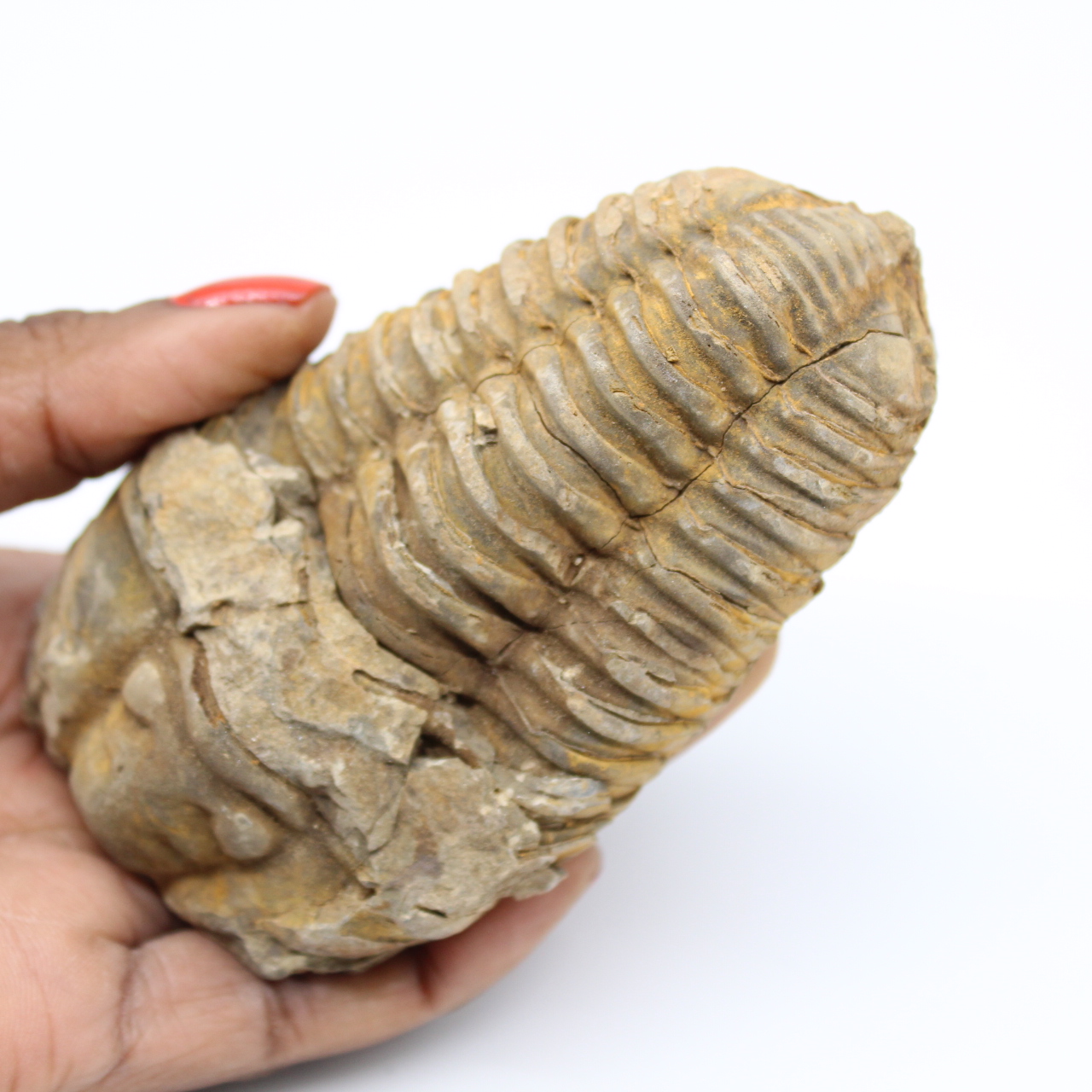 Trilobite fossile del Marocco