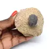 Trilobite su matrice dal Marocco - 0