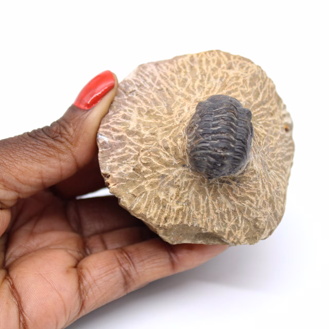 Trilobite su matrice dal Marocco