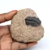 Fossile di trilobite in matrice - 0