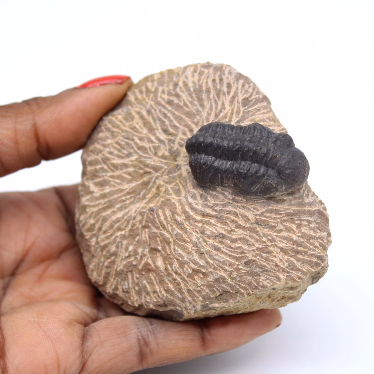 Fossile di trilobite in matrice