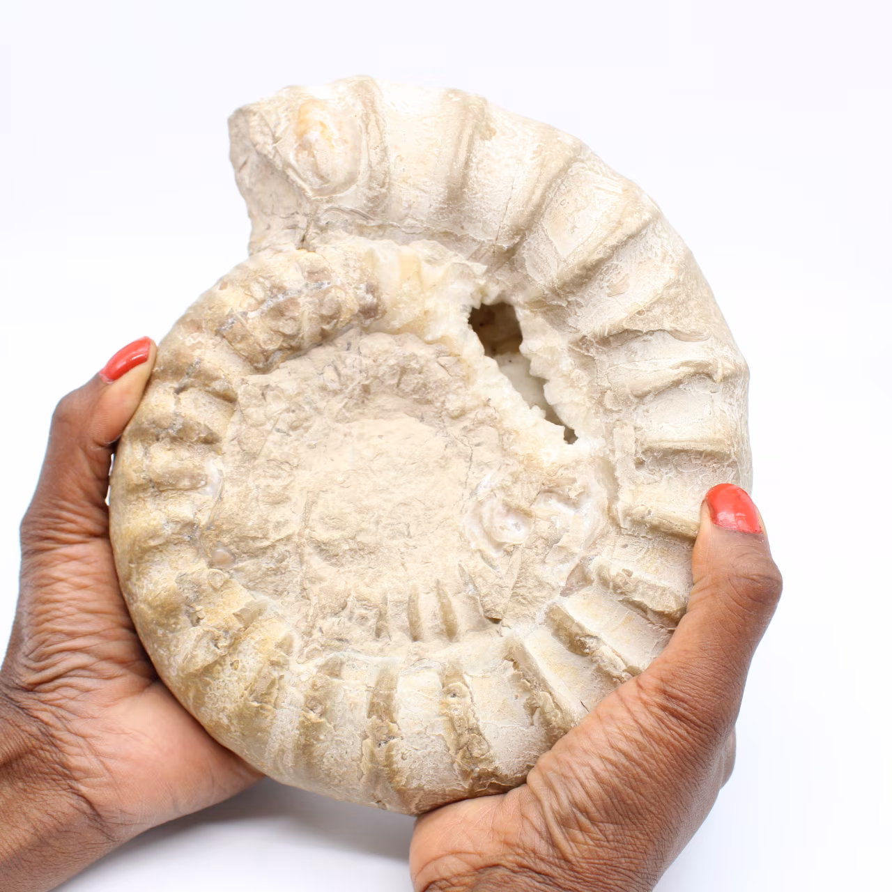 Ammonite fossile
