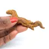 Coprolite rettile - 0