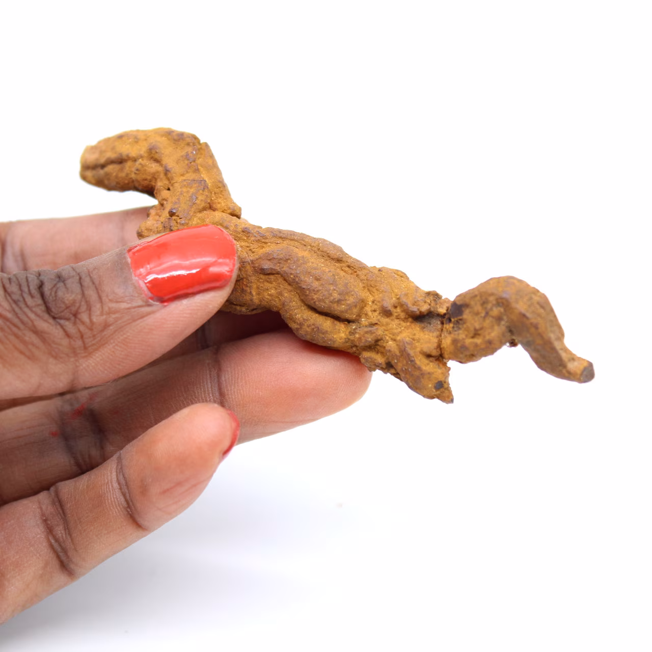 Coprolite rettile