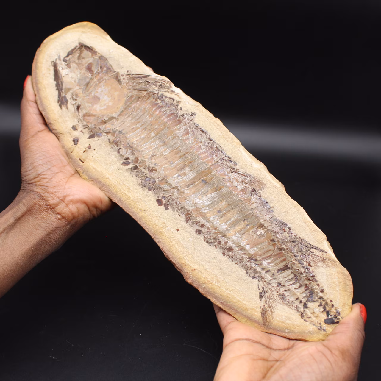 Grande pesce fossile