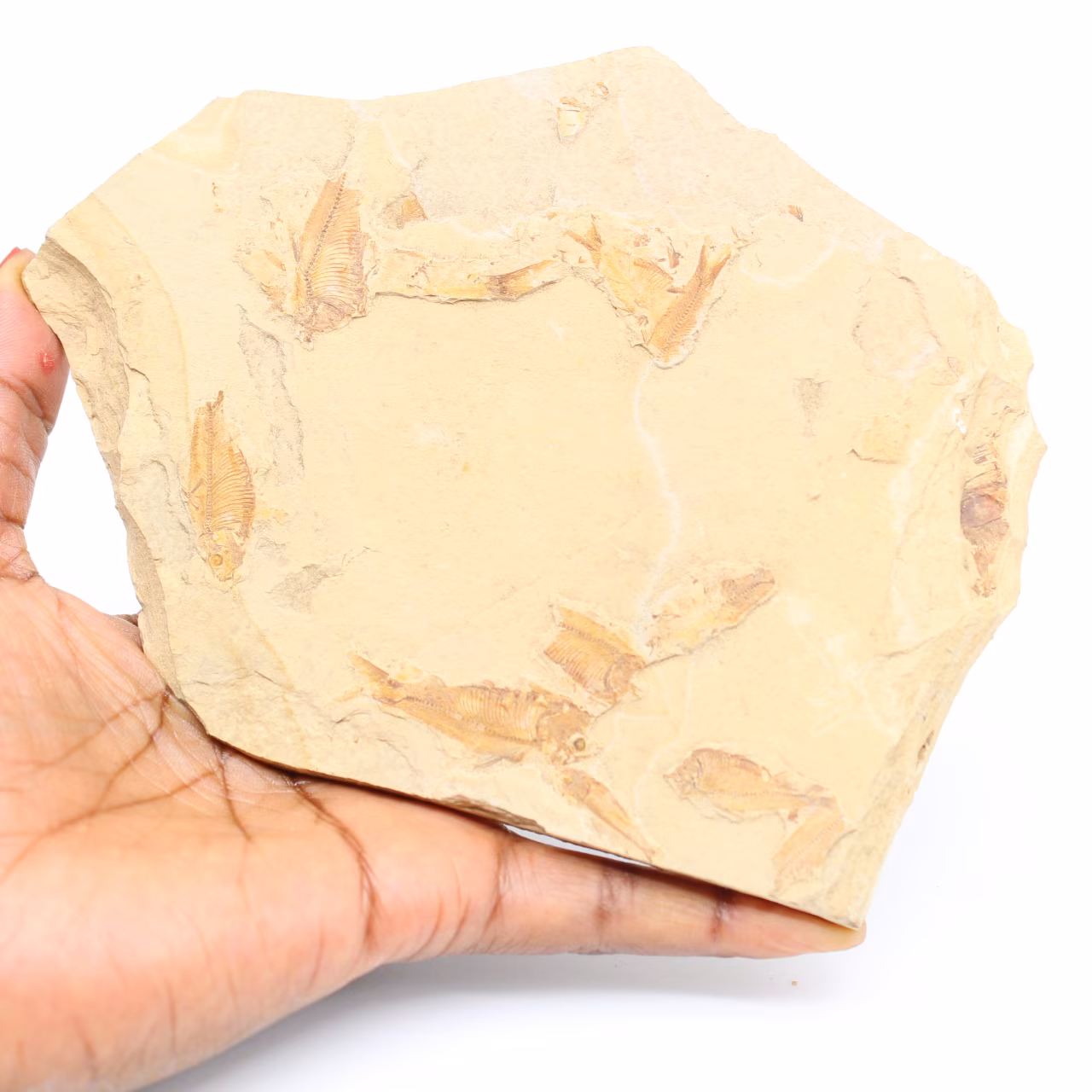 Fossile di pesce