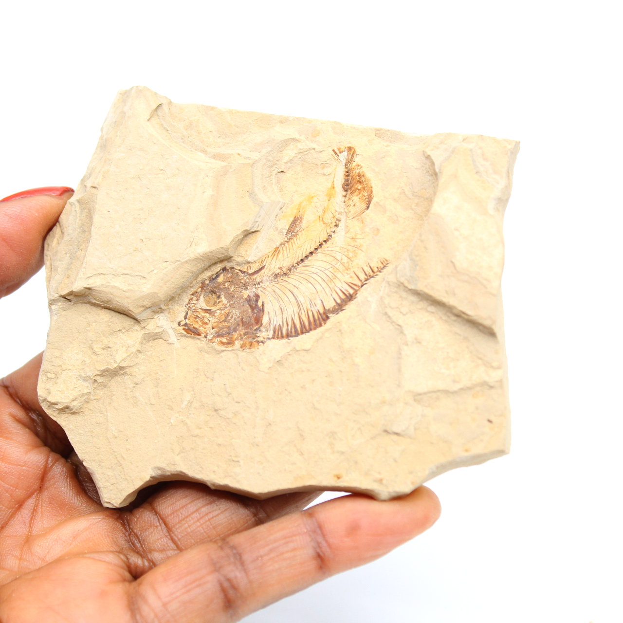 Fossilizzazione di pesce dal Marocco