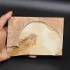 Fossile di pesce - 0
