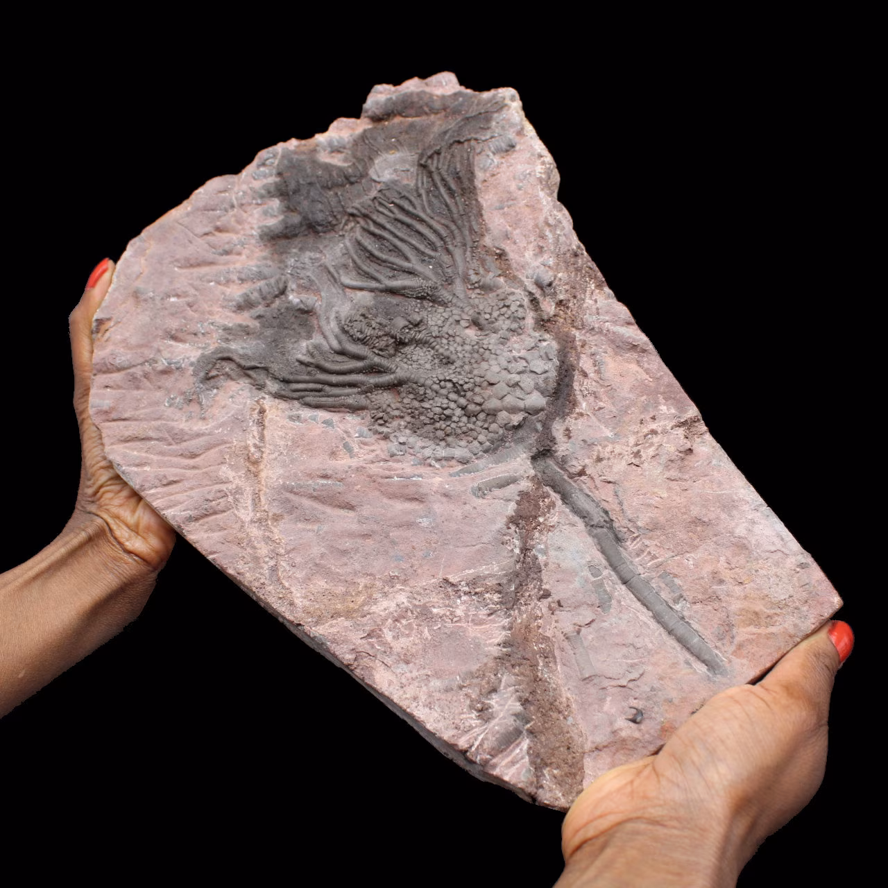 Crinoide fossilizzato, giglio di mare, dal Marocco