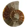 Ammonite del Madagascar - 0