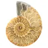 Ammonite segata lucidata - 0