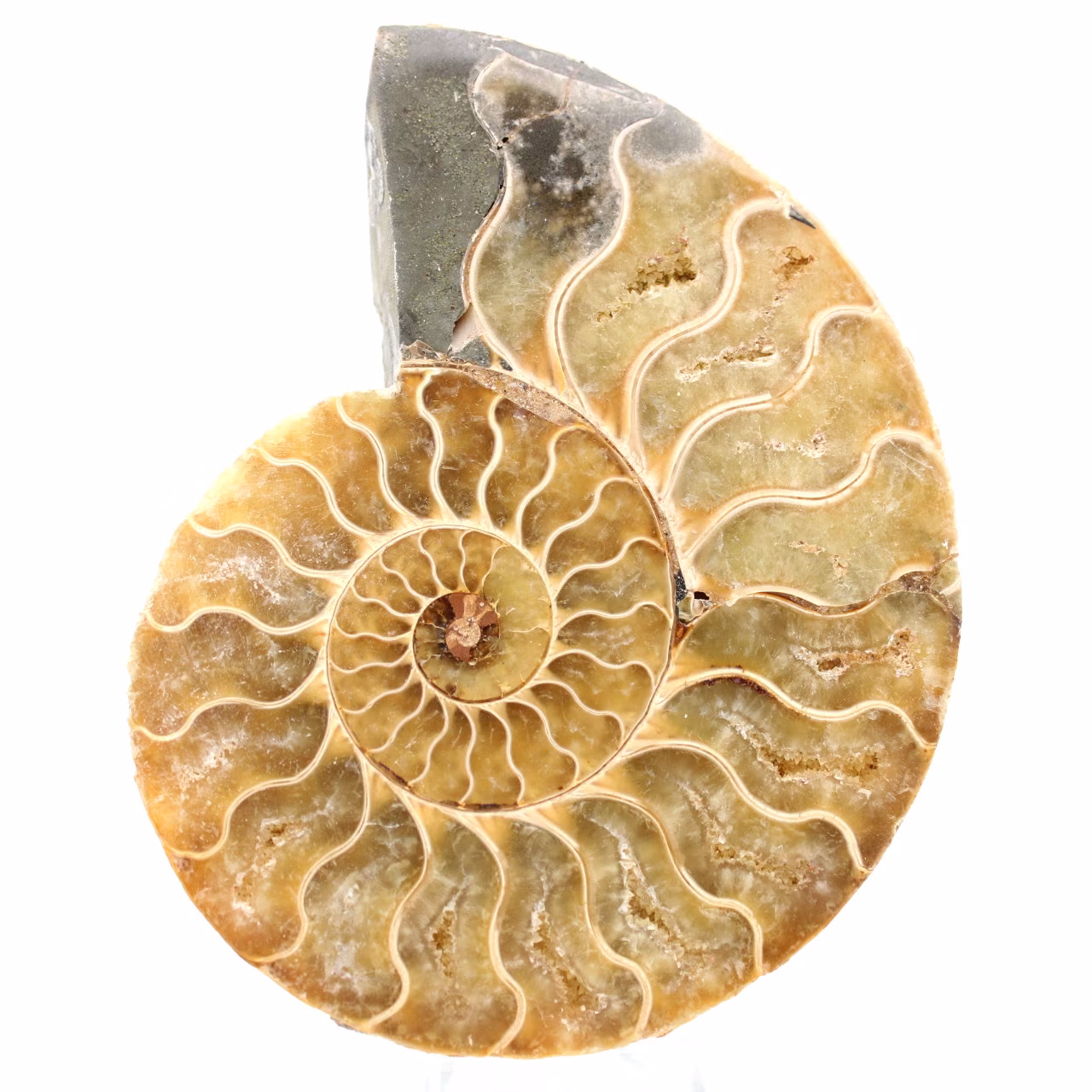 Ammonite segata lucidata
