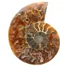 Ammonite fossile del Madagascar - 0