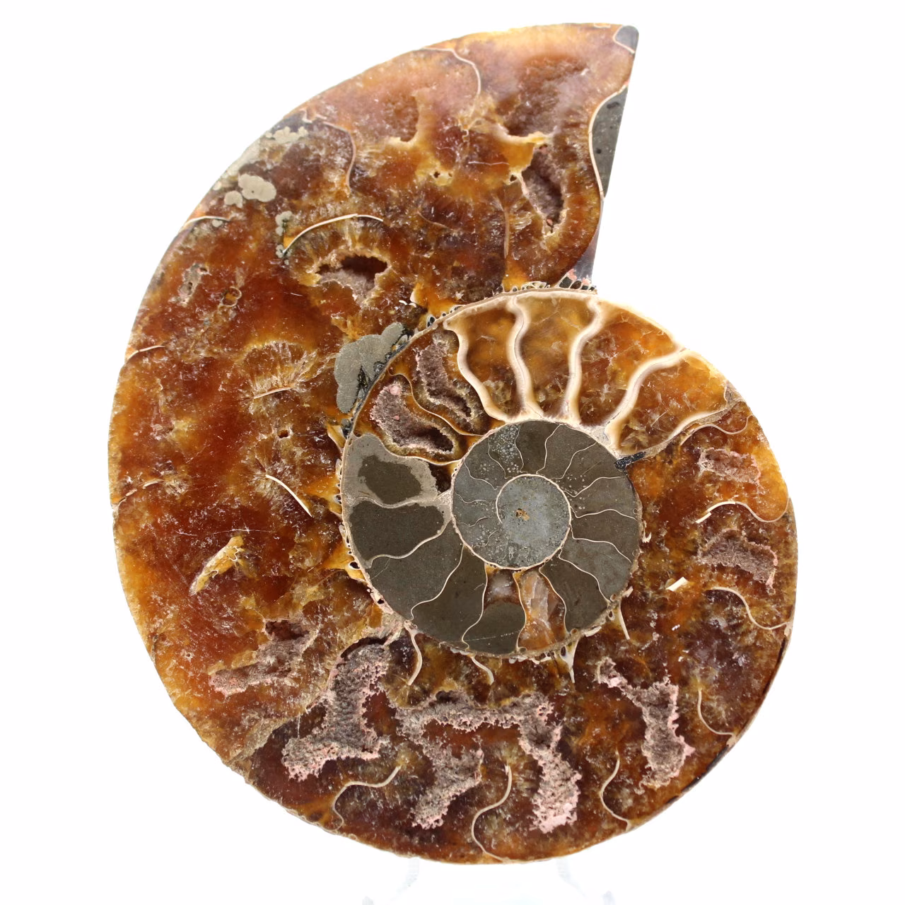 Ammonite fossile del Madagascar