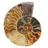 Un pezzo fossile di ammonite - 0